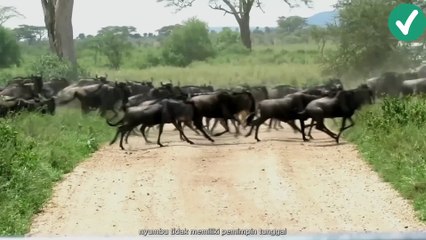 Binatang dengan bentuk unik pepaduan rusa,sapi,kuda.part 5