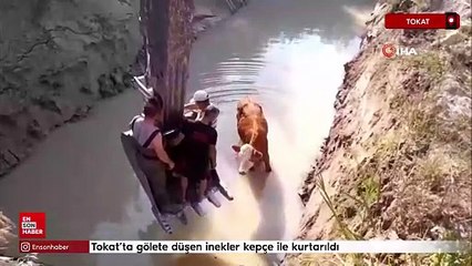 Tokat’ta gölete düşen inekler kepçe ile kurtarıldı