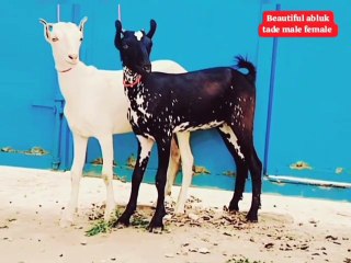 Barbari Tedi Goats/Cute goats/Barbari Goats/Tedi Goat/White Goat/Small Goat/Healthy Goat/Active Cute