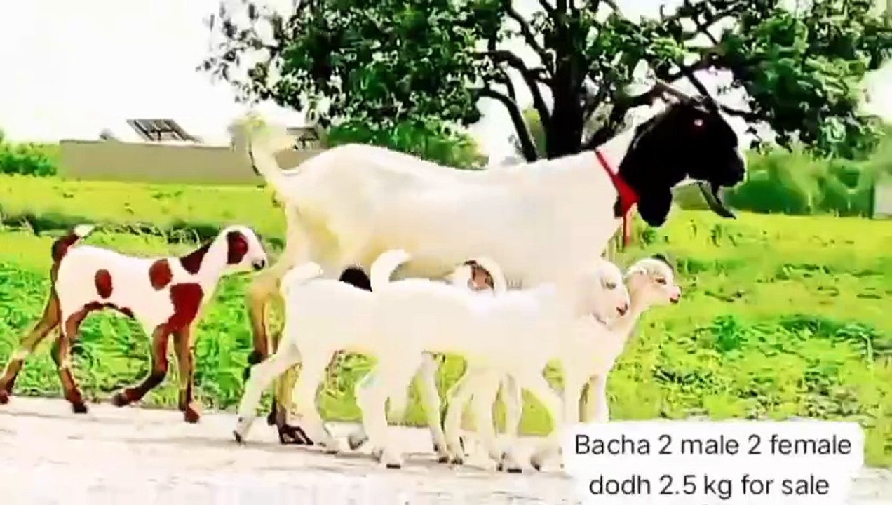 Cross Breed Goat/Goat with 4 Babies/White Goat/Male Female Babies/Cute Goat Babies/Healthy Goats