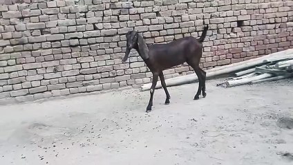Nagra Breed Goat/Nagra Goat/Nagri Bakri/Ready for Cross Goat/Healthy Goat/Beautiful Goat/Cute Goat
