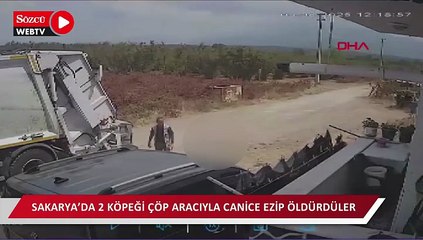 Sakarya'da köpekleri canice öldürdüler!