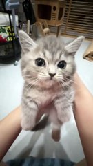 aaaa, aaaaaa, aaaaaa!