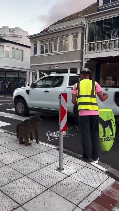 Baboons crossing a busy road in Cape Town. They even have their own crossing guard.