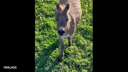 Funny Donkey Moments You Never Expected! 🤣 Funniest Animal Videos