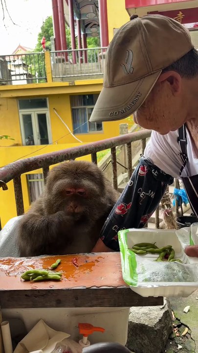 #monkey #monkey #cute #lovely