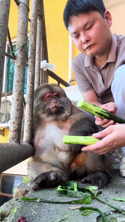#monkey #monkey #cute #lovely