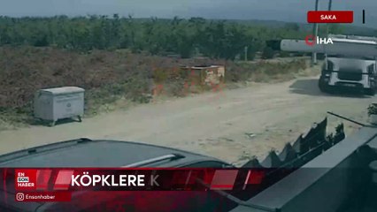 Sakarya’da yola fırlayan iki köpek çöp kamyonunun altında kaldı