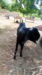 Black Beetal King Goat