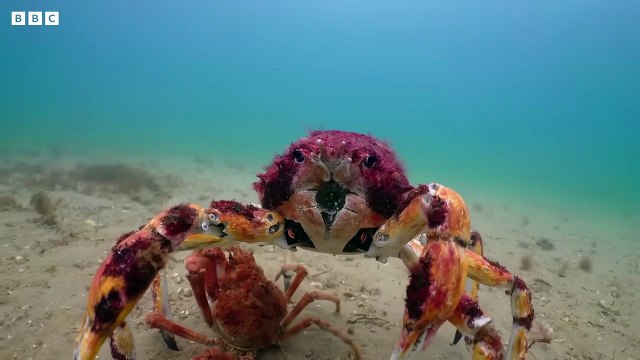 Crabs Protect Spy Robot From Stingray Spy In The Ocean Planet Earth || wooglobe || puffer fish Transparent Kayak Hits Different In Deep Water Atlantic ocean View