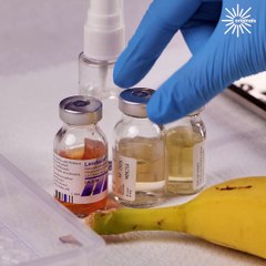 Stepped on banana needs emergency surgery!