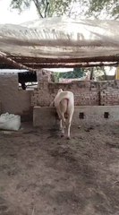 Qurbani Animals 2026 #big #qurbani2026 #animals #qurbani