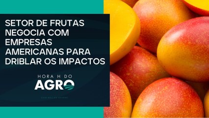 Produção de mangas podem ir para o lixo devido ao tarifaço | HORA H DO AGRO