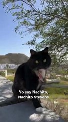 Nachito el gatito de Tijuana que gana corazones