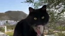 Nachito el gatito de Tijuana que gana corazones