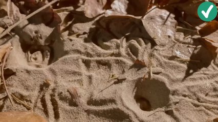 Undur-undur: kehidupan di bawah pasir, dari larva menjadi "capung"part 2