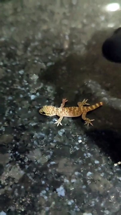 kertenkeleyi hayata döndürdüm