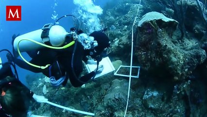 ¿Real o ficción? El 'pez telescopio' sorprende al mundo y genera confusión en redes