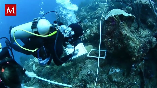 ¿Real o ficción? El 'pez telescopio' sorprende al mundo y genera confusión en redes