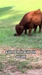 Kitten and Cow Share Peaceful Moment Together