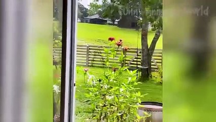 Animal funny videos. Animal Adventurers