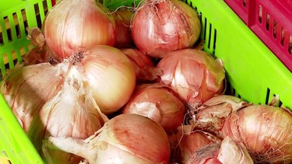 tn7-Cebolleros-ahogados-por-impacto-de-importaciones-080825