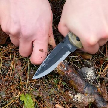 Guide complet de la taille et de l'élagage des arbres