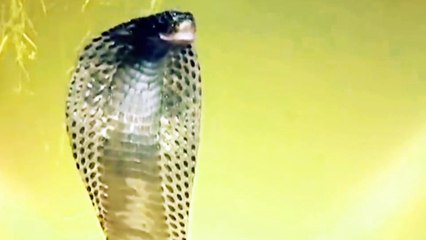 ANKIT ART PRESENTATION BY ANKI - 23 जनवरी 2025