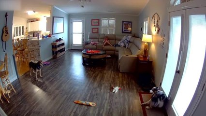 Australian Shepherd Rubs Door, Knocks Off Panel and Lamp