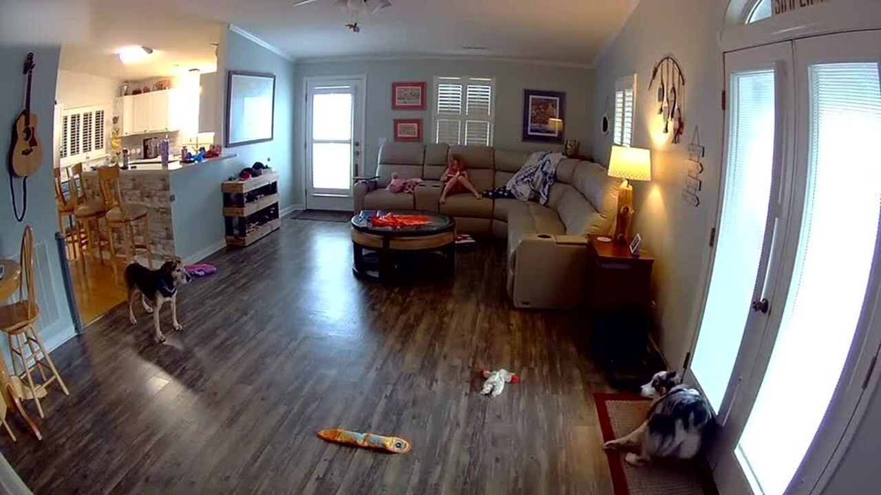 Australian Shepherd Rubs Door, Knocks Off Panel and Lamp