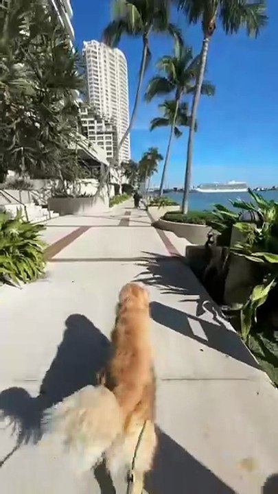 My Golden Retriever on vacation| #dog #goldenretriever #usa #america #viraldog