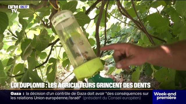 Loi Duplomb: après la décision du Conseil constitutionnel, les betteraviers et producteurs de noisettes en colère