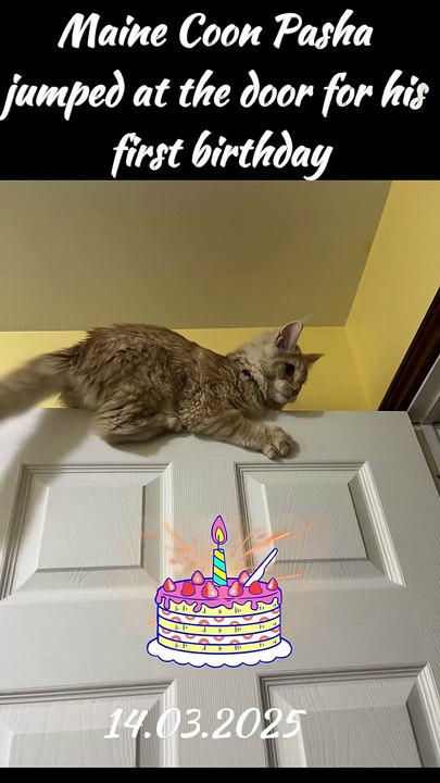 Maine Coon Pasha jumped at the door for his first birthday (1)