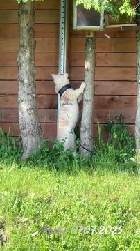 Maine Coon Pasha is hunting a squirrel 2025