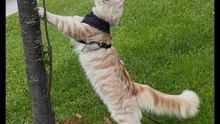 Maine Coon Pasha's first attempts to climb a tree (1)