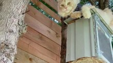 Maine Coon Pasha climbed a tree to catch a squirrel
