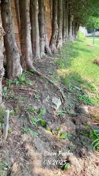 Maine Coon Pasha when he hears his owner's car coming home