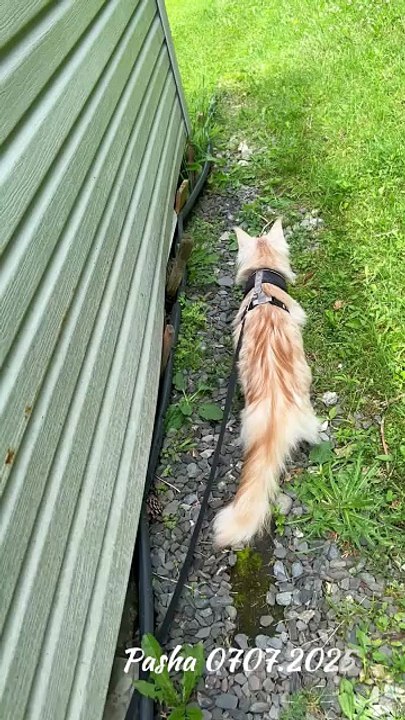 Maine Coon Pasha is incredible, when you tell him to come here, he comes like a dog (1)