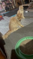 Maine Coon Brothers Second Meeting After 10 Months They Played a Little (1)