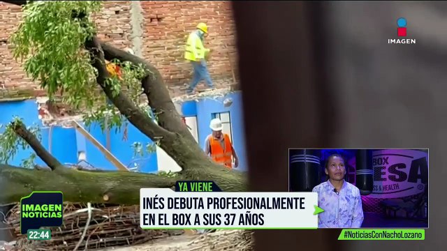 Derriban al árbol Eugenito en la Benito Juárez, CDMX; denuncian que se hizo sin la regulación necesaria