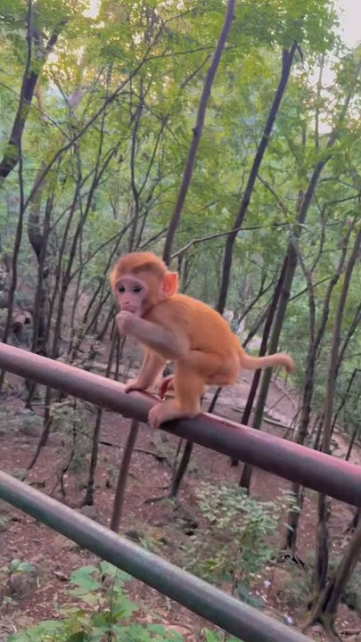 Baby monkey cute animals 75