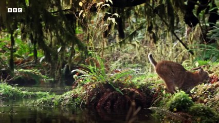 Mammals - Official Teaser Trailer