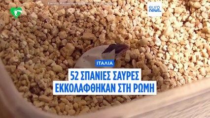 Ιταλία: 52 σπάνιες σαύρες από τα Αιολικά Νησιά εκκολάφθηκαν στη Ρώμη