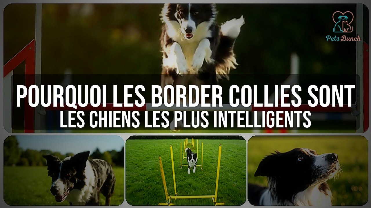 Pourquoi les border collies sont-ils les chiens les plus intelligents ?