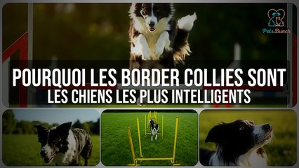 Pourquoi les border collies sont-ils les chiens les plus intelligents ?