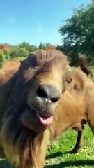 Baby Laughs vs Dancing Cactus Toy – London Showdown!