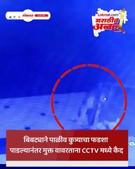 पुण्यातील पानशेत परिसरात बिबट्याची दहशत, CCTV camera मध्ये कैद