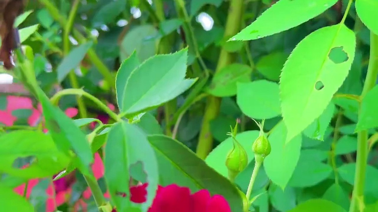 Beautiful view of Rose 🌹💕