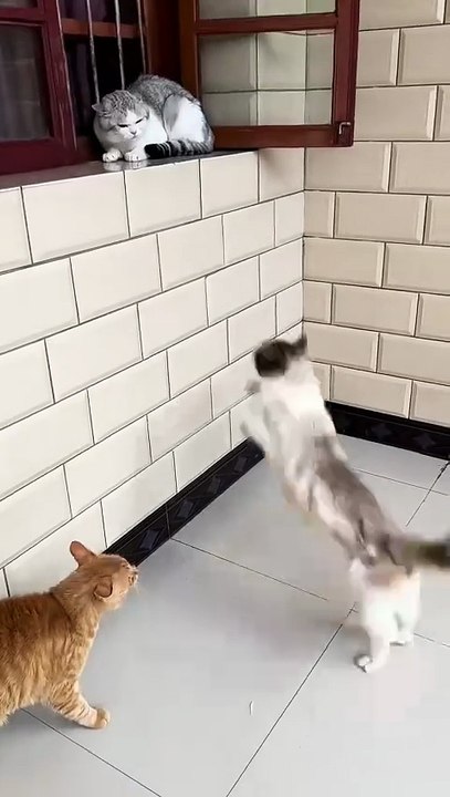 The cat's tough fight