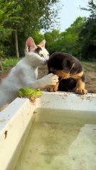 How do you feel about seeing such animals?